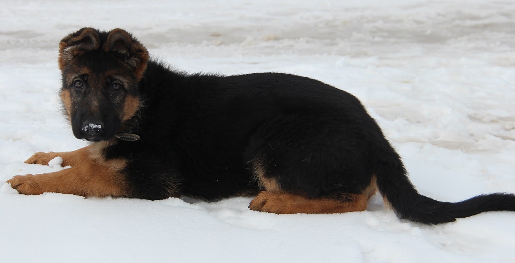 Овчарка фабрицио. Подрощенный щенок немецкой овчарки. Золотая немецкая овчарка. Щенок немецкой овчарки 7 месяцев. Овчарка 7 месяцев.