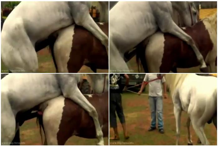 Caballo Culeador Horse Breeding - Horse Bestiality Porn. 